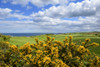Scenic view of countryside with common gorse in spring at St Abbs in Scotland Poster Print by Raimund Linke (19 x 12)