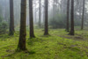 Morning haze in a coniferous forest in the Odenwald hills in Hesse, Germany Poster Print by Raimund Linke (19 x 12)