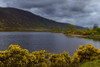 Common gorse along the shoreline of a Scottish loch in spring in Scotland, United Kingdom Poster Print by Raimund Linke (19 x 12)