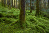 Strong mossy tree trunks and forest floor in a conifer forest at Loch Awe in Argyll and Bute in Scotland Poster Print by Raimund Linke (19 x 12)