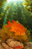 The Garibaldi (Hypsypops rubicundus) is the state fish of California.  It is pictured in a forest of giant kelp (Macrocystis pyrifera) off Catalina Island, California, USA; California, United States of America Poster Print by Dave Fleetham (12 x 19)