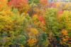 Vibrant autumn colours in the Laurentians of Quebec, Canada; Quebec, Canada Poster Print by Alberto Biscaro (20 x 13)