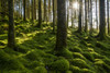 Moss covered ground and tree trunks in a conifer forest with the sun shining through the trees at Loch Awe in Argyll and Bute in Scotland Poster Print by Raimund Linke (19 x 12)