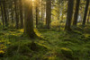 Moss covered ground and tree trunks in a conifer forest at sunset at Loch Awe in Argyll and Bute, Scotland Poster Print by Raimund Linke (19 x 12)