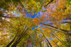 Looking up to the treetops with vibrant autumn colours in the Laurentians of Quebec, Canada; Quebec, Canada Poster Print by Alberto Biscaro (20 x 13)