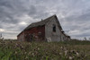 Abandoned barn in rural Saskatchewan; Prince Albert, Saskatchewan, Canada Poster Print by Robert Postma (18 x 12)