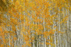 Yellow Aspen trees at the peak of fall colours; Colorado, United States of America Poster Print by Ron Dahlquist (17 x 11)