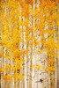 Yellow Aspen trees at the peak of fall colours; Colorado, United States of America Poster Print by Ron Dahlquist (12 x 19)