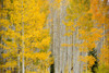 Yellow Aspen trees at the peak of fall colours; Colorado, United States of America Poster Print by Ron Dahlquist (19 x 12)