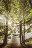 Forest in the morning with sun rays through the haze in the Odenwald hills in Hesse, Germany Poster Print by Raimund Linke (12 x 19)