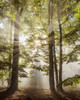 Forest in the morning with sun rays through the haze in the Odenwald hills in Hesse, Germany Poster Print by Raimund Linke (12 x 15)