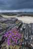 Scottish coast with dark cloudy sky and Sea Pink flowers (Armeria maritima) growing along the rocky shoreline in spring at Mallaig in Scotland, United Kingdom Poster Print by Raimund Linke (12 x 19)