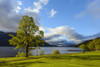 Maple tree on lake shore at Loch Lomond in Scotland, United Kingdom Poster Print by Raimund Linke (19 x 12)