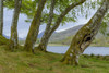 Small beech forest at the edge of a lake at Loch Awe in Scotland, United Kingdom Poster Print by Raimund Linke (19 x 12)