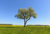 Blossoming Pear Tree in Spring, Lichtel, Baden-Wurttemberg, Germany Poster Print by Raimund Linke (19 x 12)