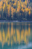 Mountainside with Colorful Larch Trees Reflecting in Lago di Braies in Autumn, South Tyrol, Prags Dolomites, Italy Poster Print by Raimund Linke (12 x 19)