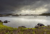 Shoreline of a lake in a moor landscape with stormy sky at Rannoch Moor in Scotland, United Kingdom Poster Print by Raimund Linke (19 x 12)