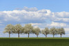 Row of Pear Trees in Spring, Spielbach, Baden-Wurttemberg, Germany Poster Print by Raimund Linke (19 x 12)