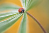 Dewdrops on a ladybug and green foliage of a flower; Oregon, United States of America Poster Print by Craig Tuttle (17 x 11)