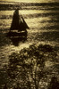 A sailboat, a tree and sparkling water on the Chester River; Maryland, United States of America Poster Print by Skip Brown (11 x 17)
