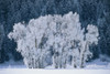Cottonwood trees with frost near Steamboat Springs, Colorado.; STEAMBOAT SPRINGS, COLORADO. Poster Print by Skip Brown (17 x 11)