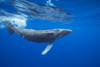 Humpback whale (Megaptera novaeangliae) underwater; Hawaii, United States of America Poster Print by Dave Fleetham (20 x 13)