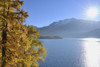 Autumn Larch and Bright Sun, Silsersee, Engadin, Canton of Graubunden, Switzerland Poster Print by Raimund Linke (19 x 12)