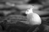 Black and white image of an Arctic hare (Lepus arcticus) sitting among rocks at sunset; Arviat, Nunavut, Canada Poster Print by Nick Dale (18 x 12)