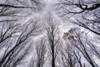 Looking up into the canopy of leafless trees of an Ontario forest in winter; Ontario, Canada Poster Print by Robert Postma (19 x 12)