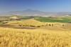 Tuscan Countryside with Wheat Field in Summer, Province of Siena, Tuscany, Italy Poster Print by Raimund Linke (19 x 12)