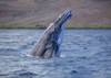 Breaching Humpback whale (Megaptera novaeangliae) is in front of the island of Lanai, Hawaii; Lanai, Hawaii, United States of America Poster Print by Dave Fleetham (19 x 13)