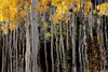 Aspen trees show their fall colours; Richfield, Utah, United States of America Poster Print by Ben Horton (20 x 13)