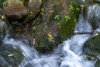 Slow shutter speed image of a small creek with water cascading over mossy rocks and fallen tree branches; Richfield, Utah, United States of America Poster Print by Ben Horton (20 x 13)