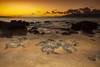 These Green sea turtles (Chelonia mydas), an endangered species, gather at a beach off West Maui at sunset, Hawaii. The islands of Lanai and Molokai are in the background; Maui, Hawaii, United States of America Poster Print by Dave Fleetham (20 x 13)