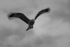 Black and white image of a Black kite (Milvus migrans) in flight with blurred wingtips; Tanzania Poster Print by Nick Dale (18 x 12)