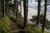 A popular trail leads to Crescent Beach at Ecola State Park on the Oregon Coast; Cannon Beach, Oregon, United States of America Poster Print by Robert L. Potts (17 x 11)