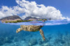 A split view of a Green sea turtle (Chelonia mydas), an endangered species, lifting it's head for a breath off the island of Maui, Hawaii, USA; Maui, Hawaii, United States of America Poster Print by Dave Fleetham (20 x 13)