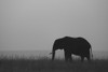 Lone African bush elephant (Loxodonta africana) stands in the tall grass silhouetted on the horizon, Maasai Mara National Reserve; Narok, Maasai Mara, Kenya Poster Print by Nick Dale (18 x 12)