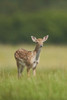European fallow deer or common fallow deer (Dama dama) fawn portrait; Bavaria, Germany Poster Print by David & Micha Sheldon (12 x 18) European fallow deer or common fallow deer (Dama dama) fawn portrait; Bavaria, Germany Poster Print by David & Micha Sheldon (12 x 18)