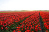 View over Red Tulip Fields at Sunset in Spring, Ruigenhoek, South Holland, Netherlands Poster Print by Raimund Linke (19 x 12)
