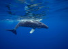 Humpback whale (Megaptera novaeangliae) underwater; Hawaii, United States of America Poster Print by Dave Fleetham (19 x 13)