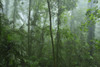 Rainforest, Dorrigo, Dorrigo National Park, New South Wales, Australia Poster Print by Raimund Linke (19 x 12)