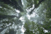 Looking Upwards in Rainforest, Dorrigo, Dorrigo National Park, New South Wales, Australia Poster Print by Raimund Linke (19 x 12)