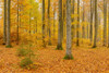 Beech Tree Forest in Autumn, Spessart, Bavaria, Germany Poster Print by Raimund Linke (19 x 12)