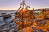 The sun filters through a pine tree near Bonzai Rock in Lake Tahoe; California, United States of America Poster Print by Ben Horton (19 x 12)