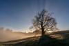 Rays of sunlight pass through the branches of an old oak tree at sunrise; Big Sur, California, United States of America Poster Print by Ben Horton (20 x 13)