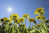Looking up at Dandelions Poster Print by Raimund Linke (19 x 12)