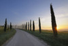 Cypress Lined Road at Sunrise, Monteroni d'Arbia, Siena Province, Tuscany, Italy Poster Print by Raimund Linke (19 x 12)