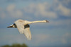 Mute swan flying in the sky with coloured clouds, Bavarian Forest; Bavaria, Germany Poster Print by David & Micha Sheldon (20 x 13)