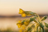 Common cowslip or cowslip primrose (Primula veris); Bavaria, Germany Poster Print by David & Micha Sheldon (18 x 12)